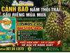 Bộ đôi COSMOS 2.0SL & BALSTOP 500SC phòng trị thối trái sầu riêng mùa mưa