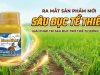 Ra Mắt Sản Phẩm Mới SÂU ĐỤC TỀ THIÊN – Giải Pháp Trị Sâu Đục Triệt Để Từ Đồng Tâm