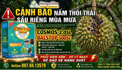 Bộ đôi COSMOS 2.0SL & BALSTOP 500SC phòng trị thối trái sầu riêng mùa mưa