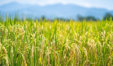 Giải pháp tăng năng suất lúa nhờ sử dụng phân bón lá Đồng Tâm đúng cách