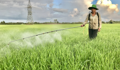 Kinh nghiệm diệt cỏ an toàn – bảo vệ đất và cây trồng lâu dài
