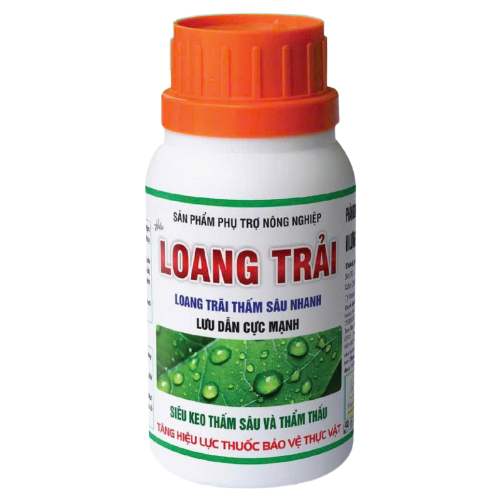 LOANG TRẢI
