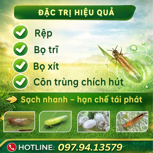 Trái cà vàng