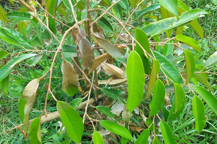 Thuốc Trừ Bệnh Cháy Lá Sầu Riêng