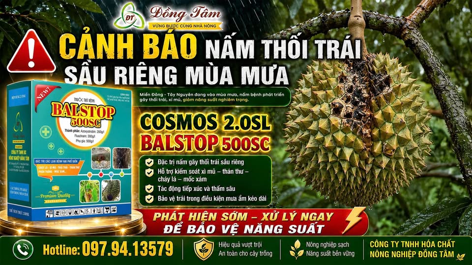 Bộ đôi COSMOS 2.0SL & BALSTOP 500SC phòng trị thối trái sầu riêng