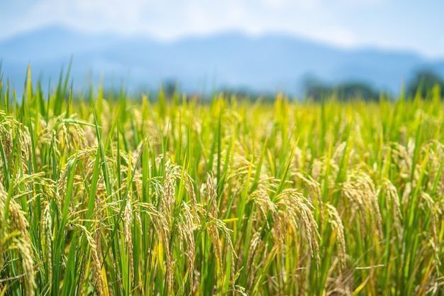 Phân bón lá Đồng Tâm cho cây lúa tăng năng suất